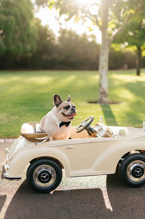 Paws Down the Aisle: Making Your Wedding Day Fur-tastic!